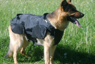 【头条】给狗狗定制的防弹衣你见过吗？