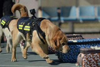 警犬也玩高科技? 佩戴720°VR执法记录仪执勤