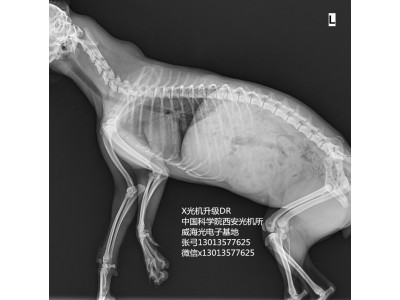 动物用DR便携式X光机宠物用DR手提式X光机高清平板探测器中科威海厚华牌GDX型